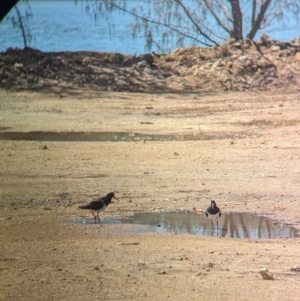 Haematopus longirostris at Dunwich, QLD - 2 Dec 2023