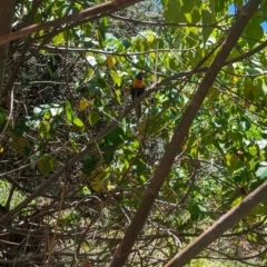 Trichoglossus moluccanus (Rainbow Lorikeet) at Point Lookout, QLD - 2 Dec 2023 by Darcy