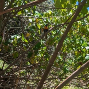 Trichoglossus moluccanus at Point Lookout, QLD - 2 Dec 2023