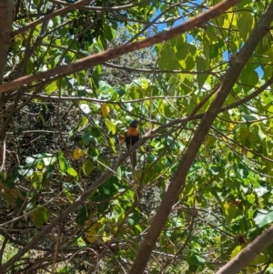 Trichoglossus moluccanus at Point Lookout, QLD - 2 Dec 2023