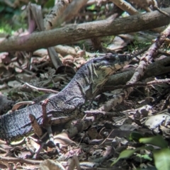 Varanus varius (Lace Monitor) at Point Lookout, QLD - 2 Dec 2023 by Darcy