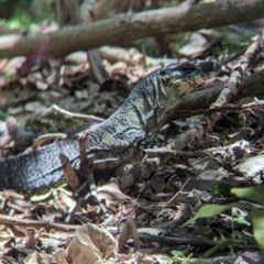 Varanus varius at Point Lookout, QLD - suppressed