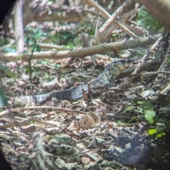 Varanus varius at Point Lookout, QLD - suppressed