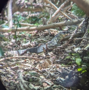 Varanus varius at Point Lookout, QLD - suppressed