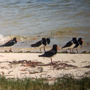 Haematopus longirostris at Dunwich, QLD - suppressed