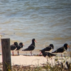 Haematopus longirostris at Dunwich, QLD - 2 Dec 2023