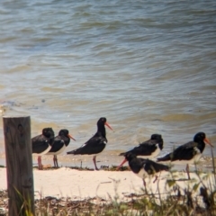 Haematopus longirostris at Dunwich, QLD - suppressed