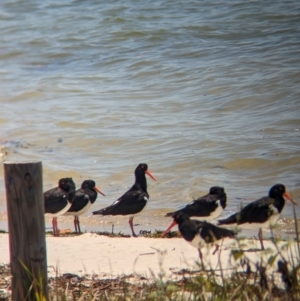 Haematopus longirostris at Dunwich, QLD - 2 Dec 2023