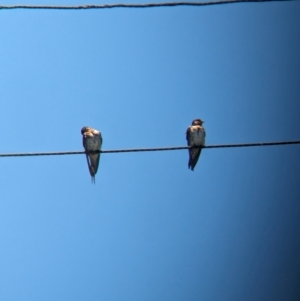 Hirundo neoxena at Dunwich, QLD - 2 Dec 2023