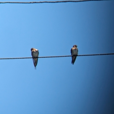 Hirundo neoxena (Welcome Swallow) at Dunwich, QLD - 2 Dec 2023 by Darcy