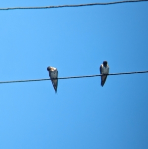 Hirundo neoxena at Dunwich, QLD - 2 Dec 2023