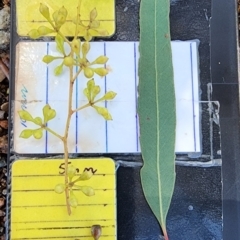 Eucalyptus crebra (Narrow-leaved Red Ironbark) at Mawson, ACT - 5 Dec 2023 by Steve818