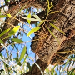 Eucalyptus crebra at Mawson, ACT - 5 Dec 2023 01:29 PM