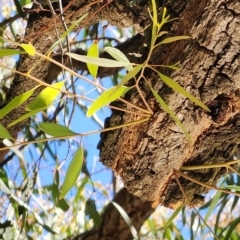 Eucalyptus crebra at Mawson, ACT - 5 Dec 2023