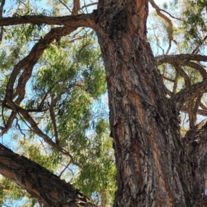 Eucalyptus crebra at Mawson, ACT - 5 Dec 2023