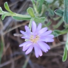 Vittadinia gracilis (New Holland Daisy) at Mount Painter - 3 Dec 2023 by JARS