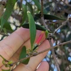 Lysiana subfalcata (Northern Mistletoe) at Dunwich, QLD - 2 Dec 2023 by Darcy