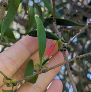 Lysiana subfalcata at Dunwich, QLD - 2 Dec 2023 12:11 PM