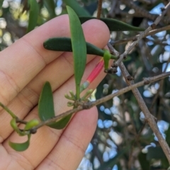 Lysiana subfalcata at Dunwich, QLD - 2 Dec 2023