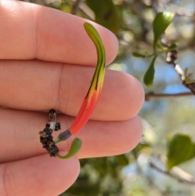 Lysiana subfalcata (Northern Mistletoe) at Dunwich, QLD - 2 Dec 2023 by Darcy