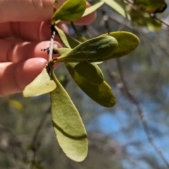 Lysiana subfalcata at Dunwich, QLD - 2 Dec 2023