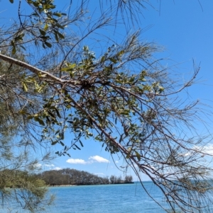 Lysiana subfalcata at Dunwich, QLD - 2 Dec 2023