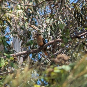 Dacelo novaeguineae at Dunwich, QLD - 2 Dec 2023 12:21 PM