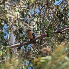 Dacelo novaeguineae at Dunwich, QLD - 2 Dec 2023