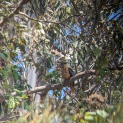 Dacelo novaeguineae at Dunwich, QLD - 2 Dec 2023 12:21 PM