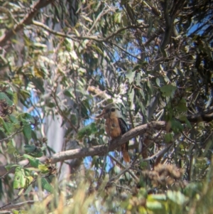 Dacelo novaeguineae at Dunwich, QLD - 2 Dec 2023 12:21 PM