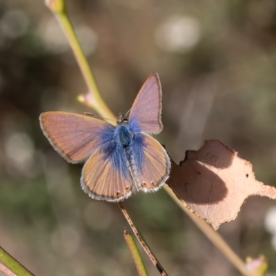 Nacaduba biocellata (Two-spotted Line-Blue) at Belconnen, ACT - 4 Dec 2023 by Roger