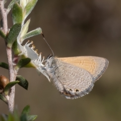 Nacaduba biocellata at Aranda Bushland - 5 Dec 2023