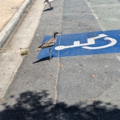 Burhinus grallarius (Bush Stone-curlew) at Dunwich, QLD - 2 Dec 2023 by Darcy