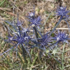 Eryngium ovinum (Blue Devil) at Dunlop Grassland (DGE) - 4 Dec 2023 by kasiaaus
