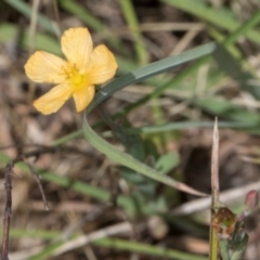 Hypericum gramineum (Small St Johns Wort) at Dunlop Grasslands - 4 Dec 2023 by kasiaaus