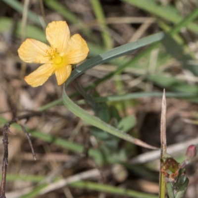 Hypericum gramineum (Small St Johns Wort) at Dunlop Grasslands - 4 Dec 2023 by kasiaaus