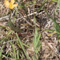 Hypericum gramineum at Dunlop Grassland (DGE) - 4 Dec 2023 12:13 PM