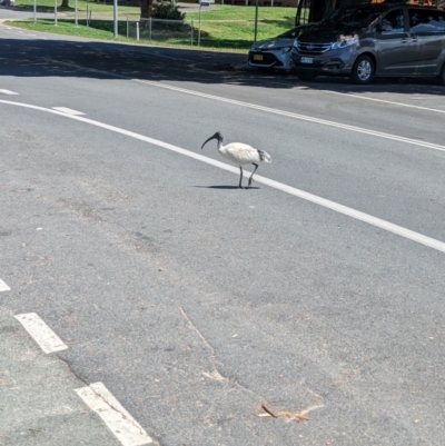 Threskiornis molucca (Australian White Ibis) at Dunwich, QLD - 2 Dec 2023 by Darcy