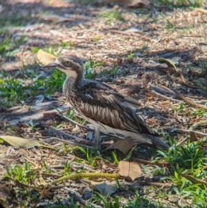 Burhinus grallarius at Dunwich, QLD - 2 Dec 2023