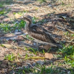 Burhinus grallarius at Dunwich, QLD - 2 Dec 2023