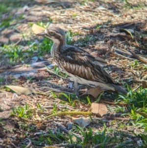 Burhinus grallarius at Dunwich, QLD - 2 Dec 2023