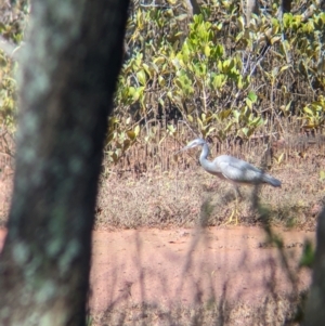 Egretta novaehollandiae at Cleveland, QLD - 2 Dec 2023 02:16 PM