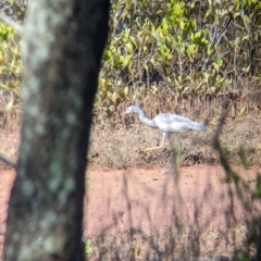 Egretta novaehollandiae at Cleveland, QLD - 2 Dec 2023