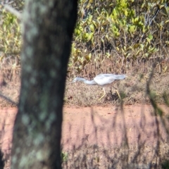 Egretta novaehollandiae at Cleveland, QLD - 2 Dec 2023