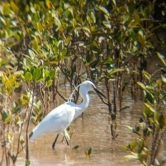 Egretta garzetta (Little Egret) at Cleveland, QLD - 2 Dec 2023 by Darcy