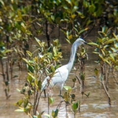 Egretta garzetta at Cleveland, QLD - 2 Dec 2023