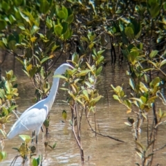 Egretta garzetta at Cleveland, QLD - 2 Dec 2023