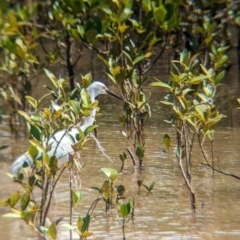 Egretta garzetta at Cleveland, QLD - 2 Dec 2023