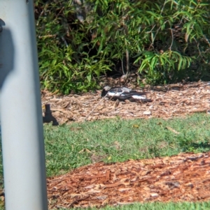 Gymnorhina tibicen at Cleveland, QLD - 2 Dec 2023