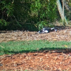 Gymnorhina tibicen at Cleveland, QLD - 2 Dec 2023